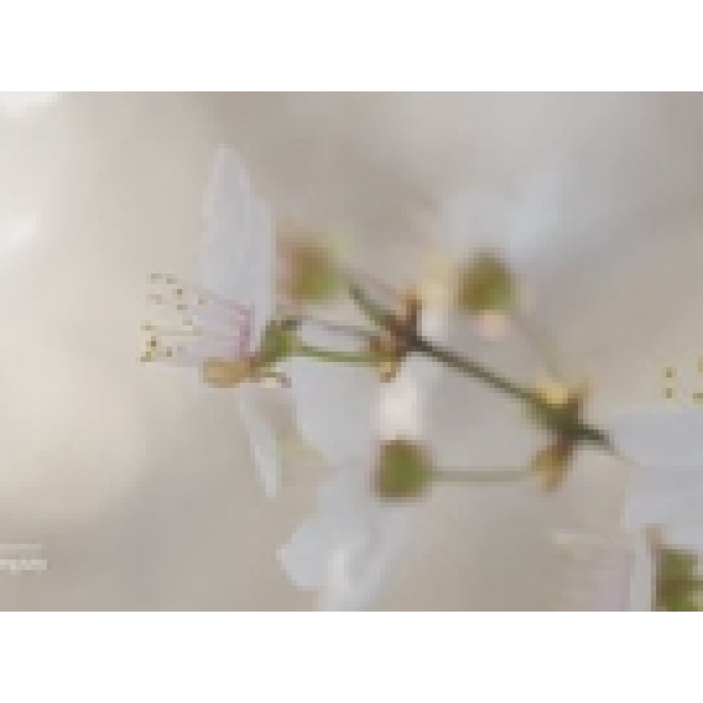 Кварцевый агломерат Wedding Lily matt Technistone