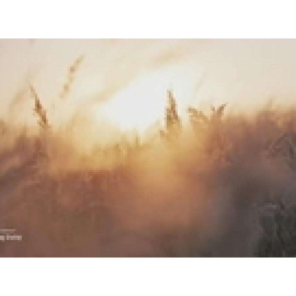 Кварцевый агломерат Morning Daisy matt Technistone